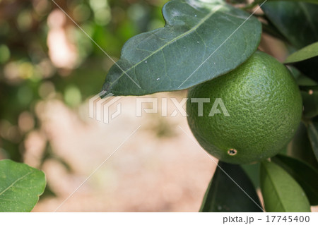 Green Orange on a Tree 17745400