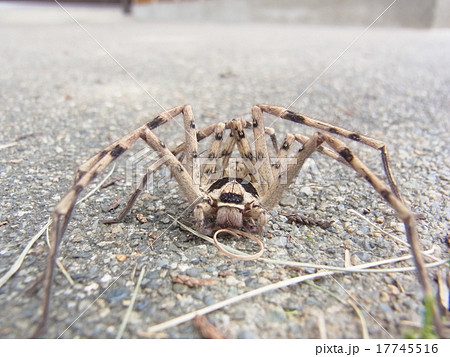 アシダカグモ アシダカグモ 17745516
