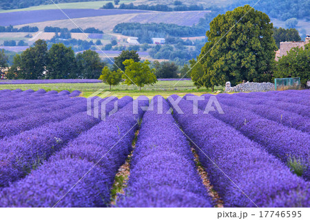 Lavander fields in Provence 17746595