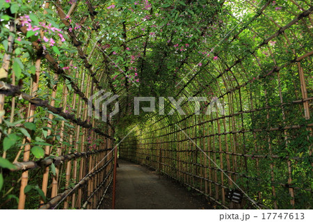 向島百花園　ハギのトンネル 17747613