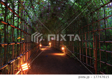 向島百花園　ハギのトンネル 17747615