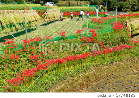 秋の田園 17748135