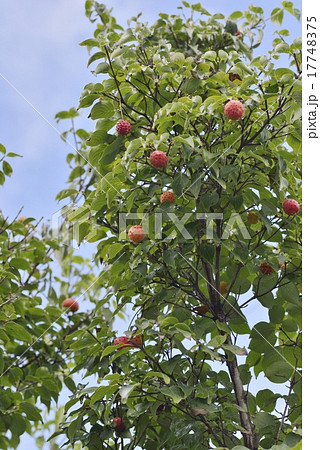 ヤマボウシ果実 17748375