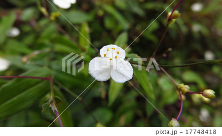 ブライダルベールの花の写真素材