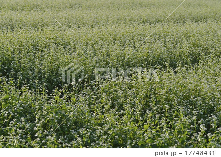 蕎麦の花 蕎麦の花 17748431