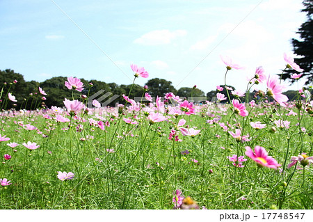 昭和記念公園コスモス 17748547