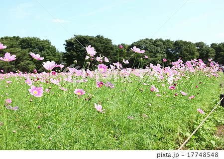 昭和記念公園の秋桜 昭和記念公園の秋桜 17748548