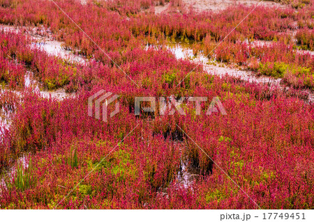 サンゴ草　（網走市） 17749451