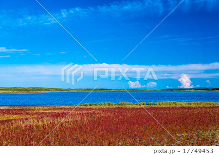 サンゴ草 (網走市) サンゴ草 (網走市) 17749453