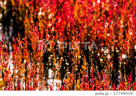 サンゴ草　（網走市） 17749459