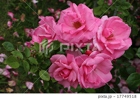 静岡県にあるフランス庭園式のローズガーデン 河津バガテル公園のバラ３の写真素材