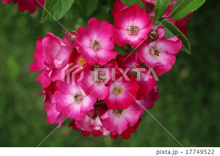 静岡県にあるフランス庭園式のローズガーデン　河津バガテル公園のバラ７ 17749522