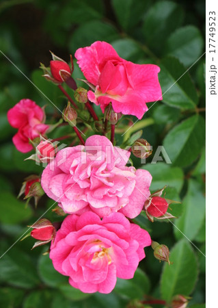 静岡県にあるフランス庭園式のローズガーデン　河津バガテル公園のバラ８ 17749523