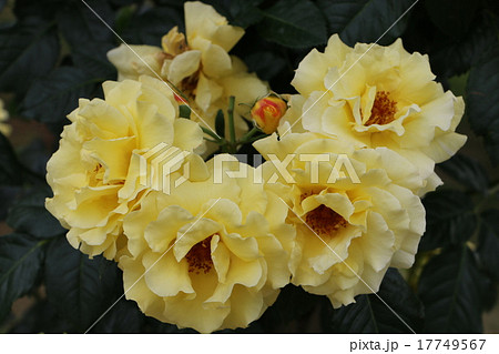 静岡県にあるフランス庭園式のローズガーデン　河津バガテル公園のバラ１１ 17749567