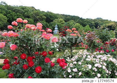 静岡県にあるフランス庭園式のローズガーデン 河津バガテル公園のバラ１８の写真素材
