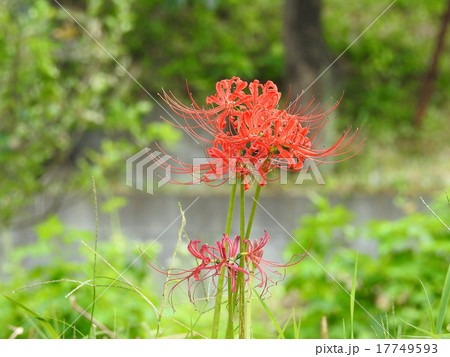 彼岸花 (曼珠沙華) 彼岸花 (曼珠沙華) 17749593