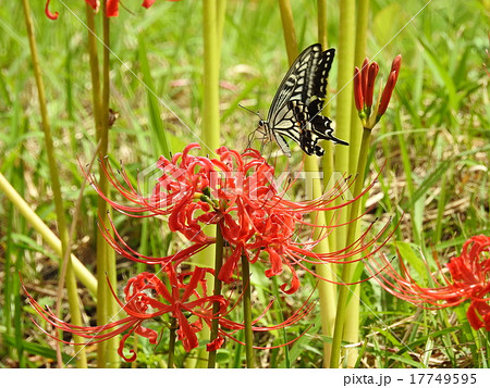 彼岸花　（曼珠沙華） 17749595