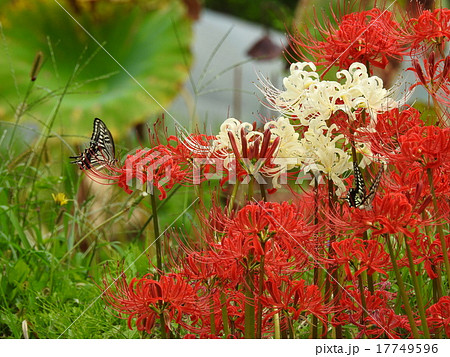 彼岸花 (曼珠沙華) 彼岸花 (曼珠沙華) 17749596