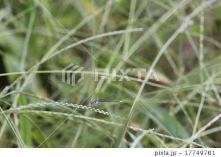 ホソミイトトンボ（越冬型）・メス０２ 17749701