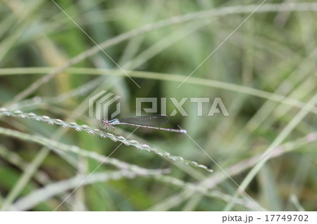 ホソミイトトンボ（越冬型）・メス０３ 17749702