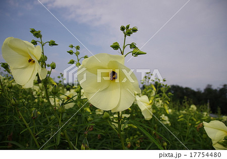 黄蜀葵（トロロアオイ） 17754480
