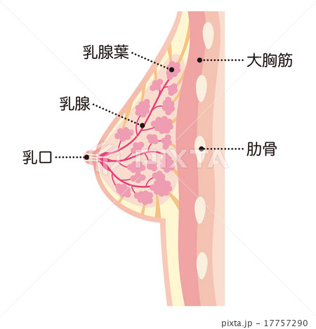 女性の胸 断面図のイラスト素材 17757290 Pixta