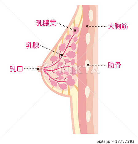 女性の胸 断面図 女性の胸 断面図 17757293