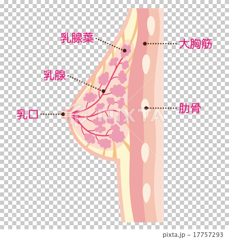Chest cross section of a woman 17757293