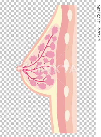 女性の胸　断面図 17757296