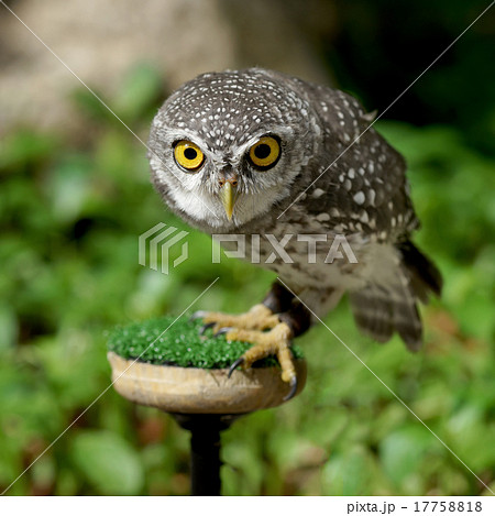 spotted owlet or athene brama bird 17758818