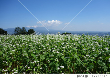 蕎麦畑　行幸田(みゆきだ/旧　ぎょうこだ) 17758847