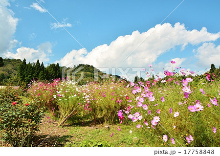 小千谷山本山高原クラインガルテンふれあいの里に咲くコスモスの花の写真素材