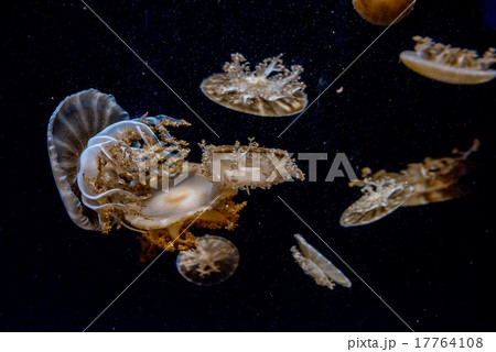 jellyfish isolated on black sea 17764108