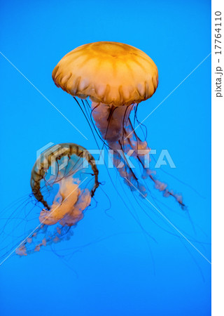 Aquarium Jellyfish in the deep blue 17764110