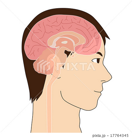 人間の脳の内部構造 イラストのイラスト素材