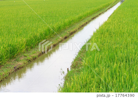 Irrigation canal in the paddy ,Thailand 17764390