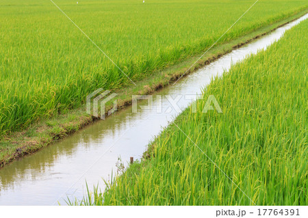 Irrigation canal in the paddy ,Thailand Irrigation canal in the paddy ,Thailand 17764391