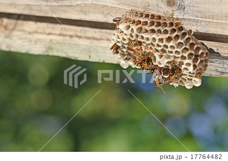 アシナガバチの巣 17764482