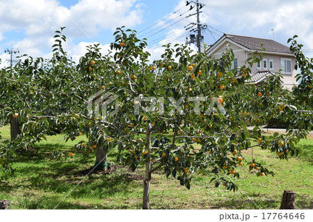 柿の木 柿の木 17764646