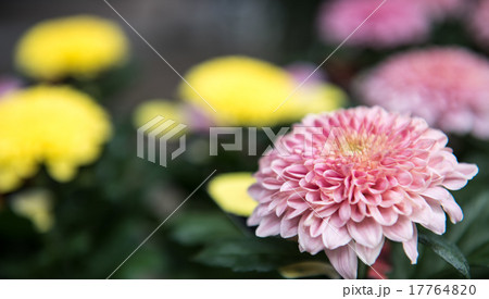 菊の花 ワイドに 菊の花 ワイドに 17764820