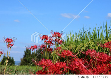 彼岸花 17768549