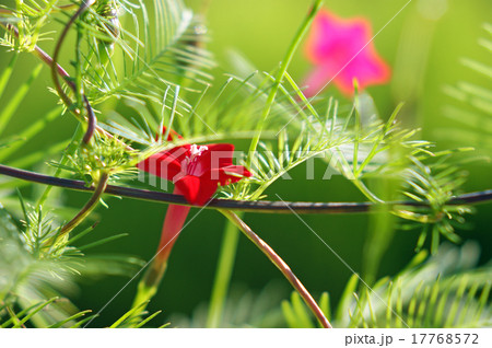 ルコウソウ ルコウソウ 17768572