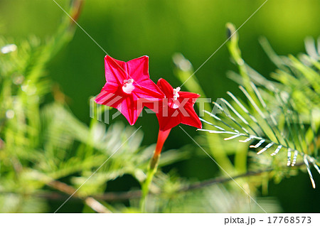 ルコウソウ ルコウソウ 17768573