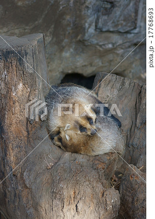 日本穴熊 冬毛のアナグマ 日本穴熊 冬毛のアナグマ 17768693