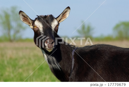 Black goat portrait Black goat portrait 17770679