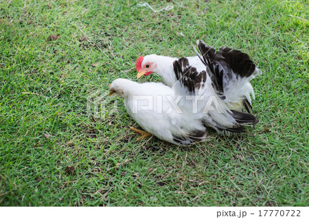 Two white chicken on green grass 17770722