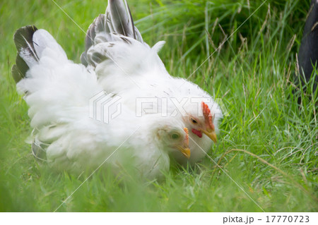 Two white chicken on green grass 17770723