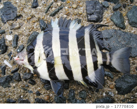 釣りたてのシマダイの写真素材