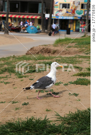 カモメ 17770836
