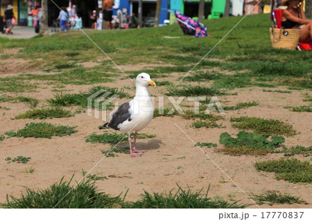 カモメ 17770837